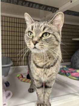 Tylle -  Domestic Short Hair Cat for Adoption in Neenah, Wisconsin - Tylle | PetCurious