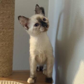 Anastasia -  Siamese Cat for Adoption in Fresno, California - Anastasia | PetCurious