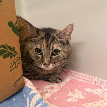 Domestic Short Hair Cats Available for Adoption in Saint Charles, Missouri - Misty | PetCurious
