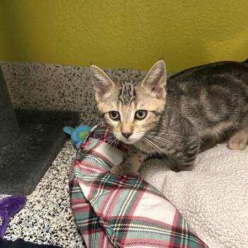 Jameson -  Domestic Medium Hair Cat for Adoption in Fresno, California - Jameson | PetCurious