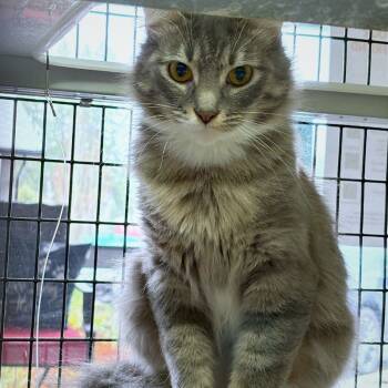 Rescue Domestic Medium Hair Cats for Adoption in Belfair, Washington - Wild Child | PetCurious