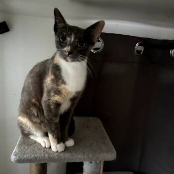 Rescue Domestic Short Hair Cats for Adoption in Los Angeles, California - BiBi | PetCurious