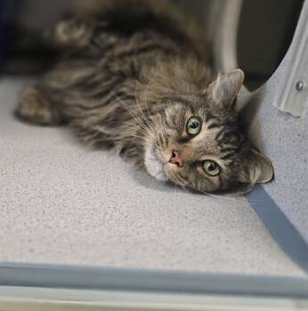 BABY BOY -  Domestic Short Hair Cat for Adoption in Aliquippa, Pennsylvania - BABY BOY | PetCurious