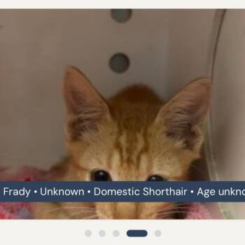 Fraidy -  Domestic Short Hair Cat for Adoption in San Antonio, Texas - Fraidy | PetCurious