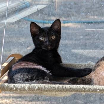 Rescue Domestic Short Hair Cats for Adoption in Brea, California - Everett | PetCurious