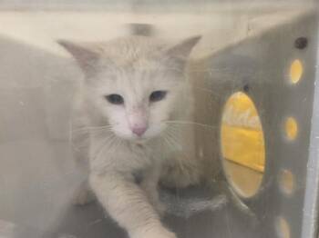 Domestic Long Hair Cats Available for Adoption in Kent, Washington - CASPER | PetCurious