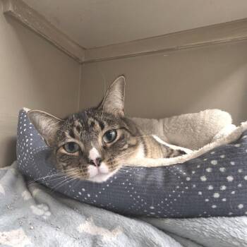 Kush -  Domestic Short Hair Cat for Adoption in Sioux Falls, South Dakota - Kush | PetCurious