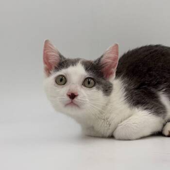 Chiquita -  Domestic Short Hair Cat for Adoption in State College, Pennsylvania - Chiquita | PetCurious