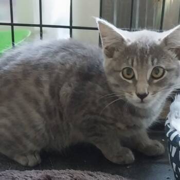 Rescue Domestic Short Hair Cats for Adoption in Baker City, Oregon - Larkyn | PetCurious
