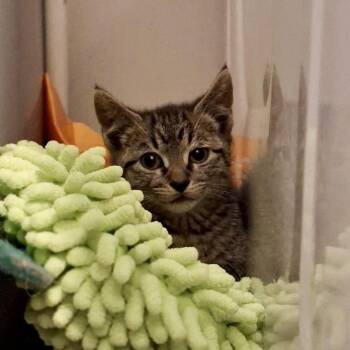 Pepper -  American Shorthair Cat for Adoption in Greensboro, North Carolina - Pepper | PetCurious