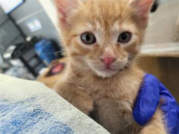 Domestic Medium Hair Cats Available for Adoption in Dallas, Texas - ATLAS | PetCurious