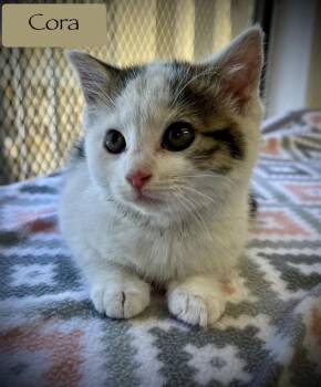 Domestic Short Hair Cats Available for Adoption in Chalfont, Pennsylvania - Cora | PetCurious