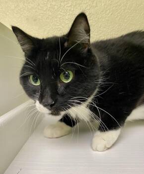 Slytherin -  Domestic Short Hair Cat for Adoption in Fargo, North Dakota - Slytherin | PetCurious