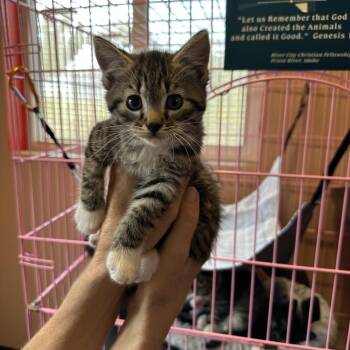 Honey Nut -  Domestic Short Hair Cat for Adoption in Priest River, Idaho - Honey Nut | PetCurious