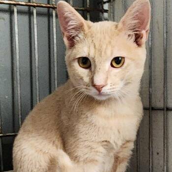 Archie K46116 -  Domestic Short Hair Cat for Adoption in Corsicana, Texas - Archie K46116 | PetCurious
