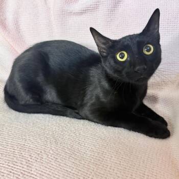 Luna -  Domestic Short Hair Cat for Adoption in Lewisville, Texas - Luna | PetCurious