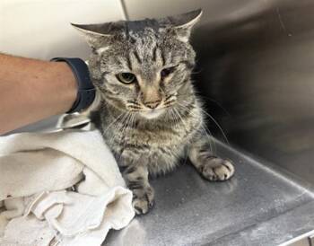 BELLRINA -  Domestic Short Hair Cat for Adoption in Santa Fe, New Mexico - BELLRINA | PetCurious