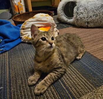Tabby Cats Available for Adoption - Franky | PetCurious
