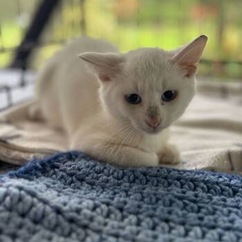 Rescue Domestic Short Hair Cats for Adoption in Pahoa, Hawaii - Newbie H | PetCurious