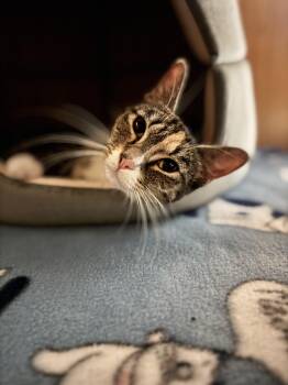 Missy -  Domestic Short Hair Cat for Adoption in Mineral Point, Wisconsin - Missy | PetCurious