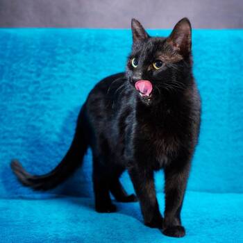 Domestic Short Hair Cats Available for Adoption - Honeybee | PetCurious