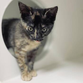 Domestic Short Hair Cats Available for Adoption in Hilton Head Island, South Carolina - Lena | PetCurious