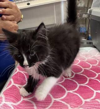 Red Admiral -  Domestic Medium Hair Cat for Adoption in Oakland, California - Red Admiral | PetCurious