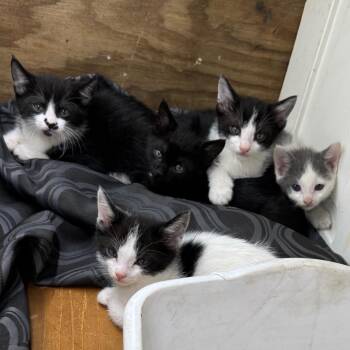 Domestic Short Hair Cats Available for Adoption in Huntsville, Alabama - Dewey | PetCurious