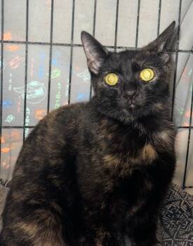Domestic Short Hair Cats Available for Adoption in Augusta, Georgia - Dolly Parton | PetCurious