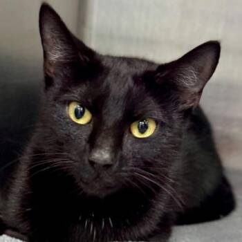 Domestic Short Hair Cats Available for Adoption - Lijah | PetCurious