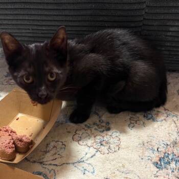 Cheesecake -  Domestic Short Hair Cat for Adoption in Thomaston, Connecticut - Cheesecake | PetCurious