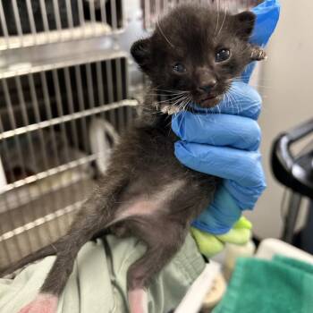 Domestic Short Hair Cats Available for Adoption in Kanab, Utah - Huntington | PetCurious