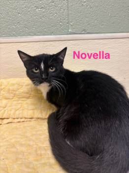 Rescue Domestic Short Hair Cats for Adoption in Ellijay, Georgia - Novella | PetCurious