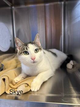 Domestic Short Hair Cats Available for Adoption - Skye | PetCurious