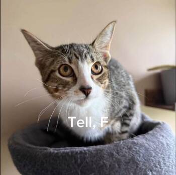 Telly -  Domestic Short Hair Cat for Adoption in Shrewsbury, Massachusetts - Telly | PetCurious