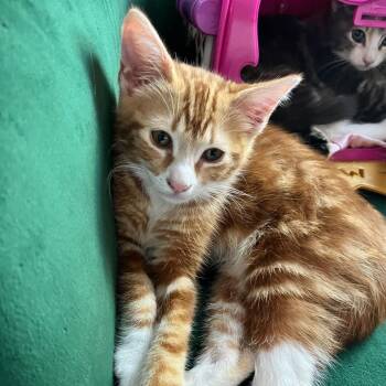 Domestic Medium Hair Cats Available for Adoption in Riverside, California - Esquite | PetCurious