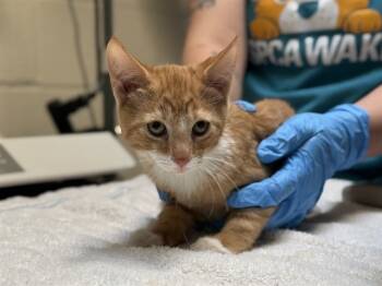 Rescue Domestic Short Hair Cats for Adoption in Raleigh, North Carolina - CHUCKY | PetCurious