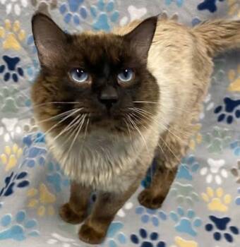 Domestic Medium Hair and Domestic Short Hair Cats Available for Adoption - SAWYER | PetCurious