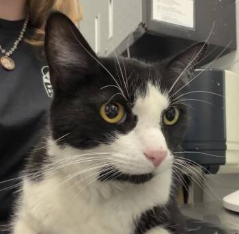 Loki -  Domestic Short Hair Cat for Adoption in Golden, Colorado - Loki | PetCurious