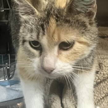 Domestic Medium Hair Cats Available for Adoption in Sioux Falls, South Dakota - Isla | PetCurious