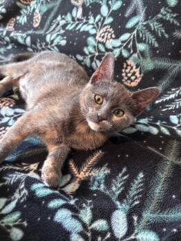 Candy Jams -  Domestic Short Hair Cat for Adoption in Fort Lupton, Colorado - Candy Jams | PetCurious