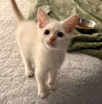 Jay -  Siamese and Domestic Short Hair Cat for Adoption in Garner, North Carolina - Jay | PetCurious
