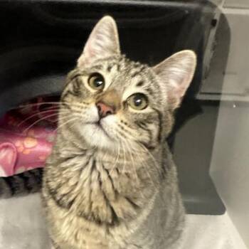 Domestic Short Hair Cats Available for Adoption - BENITO | PetCurious