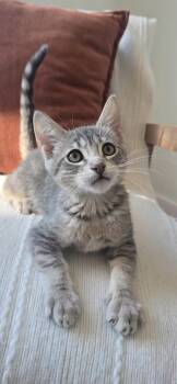 Tyler 5099 -  Domestic Short Hair Cat for Adoption in Bonsall, California - Tyler 5099 | PetCurious