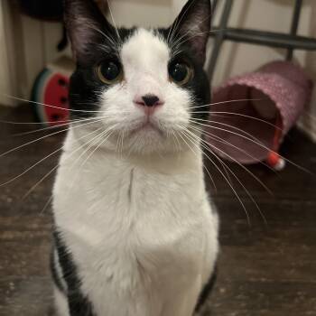 Nova -  Domestic Short Hair Cat for Adoption in Beaverton, Oregon - Nova | PetCurious