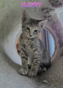 Sleepy in foster care (must be adopted w/ a sibling) -  Domestic Short Hair Cat for Adoption in Ellicott City, Maryland - Sleepy In Foster Care (must Be Adopted W/ A Sibling) | PetCurious