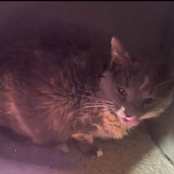 Rescue Dilute Tortoiseshell Cats for Adoption in Billings, Montana - Tina | PetCurious