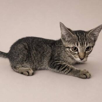 Mimosa -  Domestic Short Hair Cat for Adoption in Oviedo, Florida - Mimosa | PetCurious