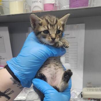 Caramel -  Domestic Short Hair Cat for Adoption in Summerville, South Carolina - Caramel | PetCurious