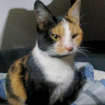 Domestic Short Hair Cats Available for Adoption - Chrissie | PetCurious